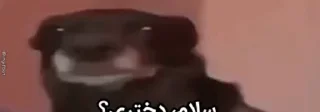 Video sticker ❓ @slp_dokhtari | سلپ ۱