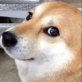 Video sticker 🐶 🐶Doge.  @Anime_Sticker_noob
