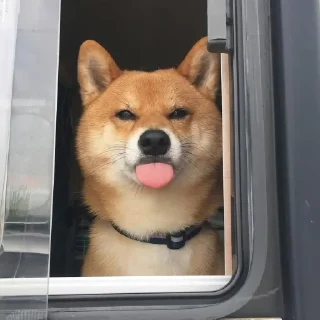 Telegram sticker 🐶 🐶Doge.  @Anime_Sticker_noob