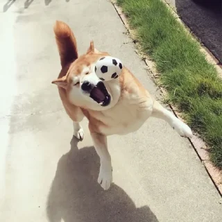 Telegram sticker 🐶 🐶Doge.  @Anime_Sticker_noob