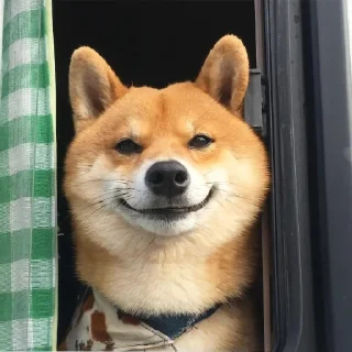 Telegram sticker 🐶 🐶Doge.  @Anime_Sticker_noob