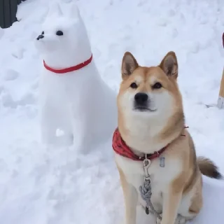 Telegram sticker 🐶 🐶Doge.  @Anime_Sticker_noob