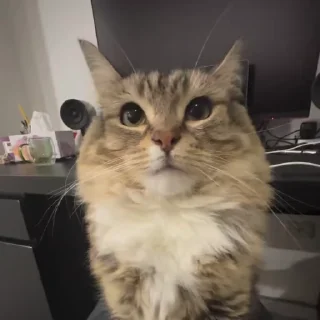 Video sticker 🌟 pta ni Kon hai[dead]'s kang pack vol 0