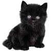 Sticker 🐱 ᦔꫀꪖ𝓽ꫝ @lolkekkxd