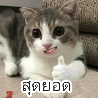 Video sticker 👍 168168168
