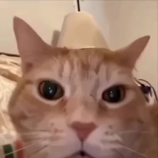 Video sticker 😆 да я ворую и что ты мне сделаешь я в другом городе