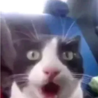 Video sticker 😮 да я ворую и что ты мне сделаешь я в другом городе