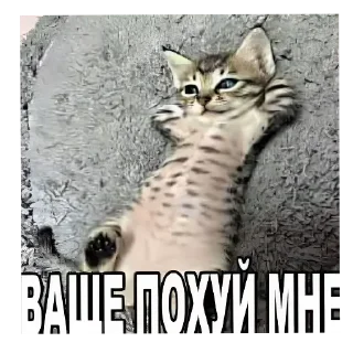 Telegram sticker 🐱 @palmwtf