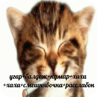 Telegram sticker 🐱 @palmwtf