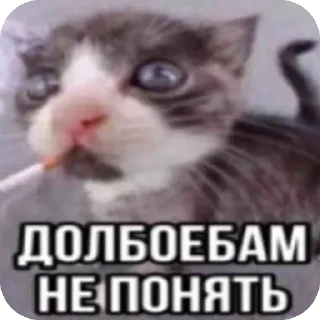 Sticker 🐱 @palmwtf