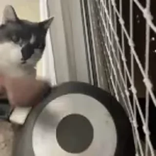 Video sticker 🎈 @stewrpage's Smudge VidPack