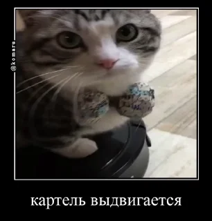 Video sticker 🤩 Kartel @TgEmodziBot