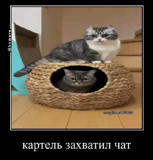 Video sticker 🤩 Kartel @TgEmodziBot