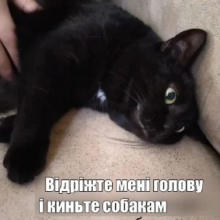 Video sticker 🥴 Реакції на всі випадки життя