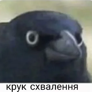 Telegram sticker 👍 Реакції на всі випадки життя
