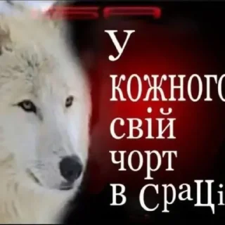 Video sticker 🤷‍♀️ Реакції на всі випадки життя
