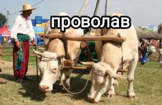 Telegram sticker 🤣 Реакції на всі випадки життя