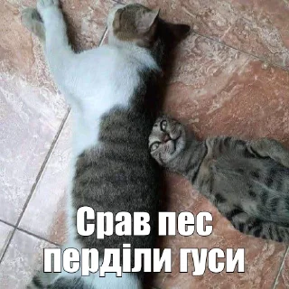 Video sticker 🫠 Реакції на всі випадки життя