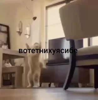 Video sticker 🤯 Больше стиков тут: @stikery4