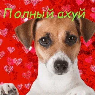 Video sticker 🐶 служба всратой поддержки