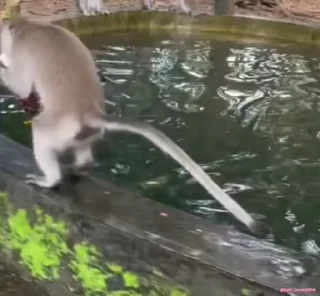 Video sticker 😍 Вайбиляяя