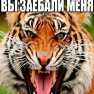 Video sticker 🤩 Больше стиков тут: @stikery4