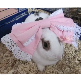 Telegram sticker 🐰 ᜊ꒰ ៸៸ ᴗ . ᴗ ꒱  stickers - c u t e s࣪  🍓˚ ֛