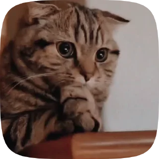 Video sticker 🥺 1488s cat pack