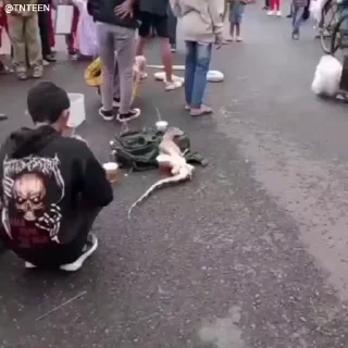 Video sticker 😐 @Yahelonnn Video Steal Pack 3