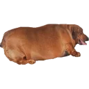 Video sticker 😢 Жирные таксы