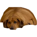 Video sticker 😢 Жирные таксы
