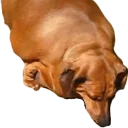 Telegram sticker 😢 Жирные таксы