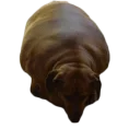 Telegram sticker 😢 Жирные таксы