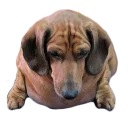 Telegram sticker 😢 Жирные таксы