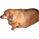 Telegram sticker 😢 Жирные таксы