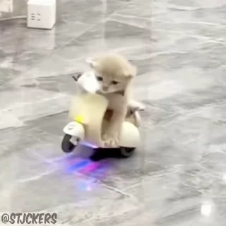 Video sticker 🛵 TAKI TAKI RUMBA : :: @fStikBot