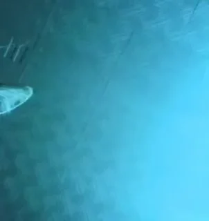 Video sticker 🐙 @xxx2xs