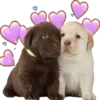 Sticker 🥰 doggies by @normtips