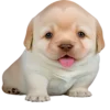 Sticker 😛 doggies by @normtips
