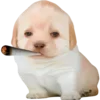Sticker 😮‍💨 doggies by @normtips
