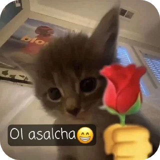 Telegram stiker 🐱 oppog'oy