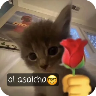 Telegram stiker 🐱 oppog'oy