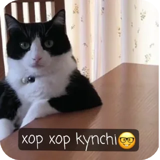 Telegram stiker 🐱 oppog'oy