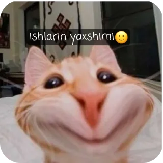 Telegram stiker 🐱 oppog'oy