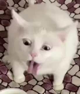 Telegram sticker ❗️ cat_gg