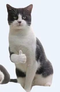 Sticker 👍 cat_gg