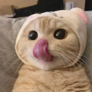 Telegram sticker 🙊 cat_gg