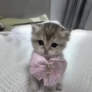 Video sticker 🤩 котики от брулерки