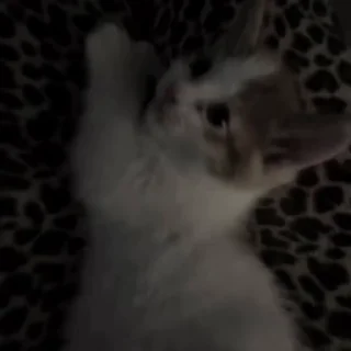 Video sticker 🤩 котики от брулерки