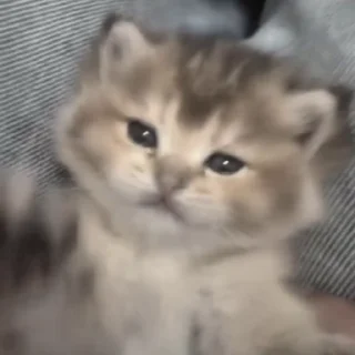 Video sticker 🤩 котики от брулерки